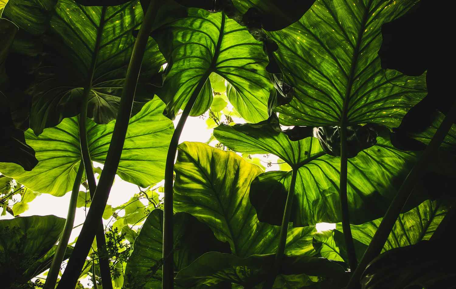Plant Phenotyping